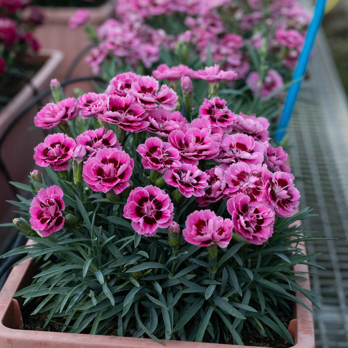 Garofita Dinamic Pink Eye