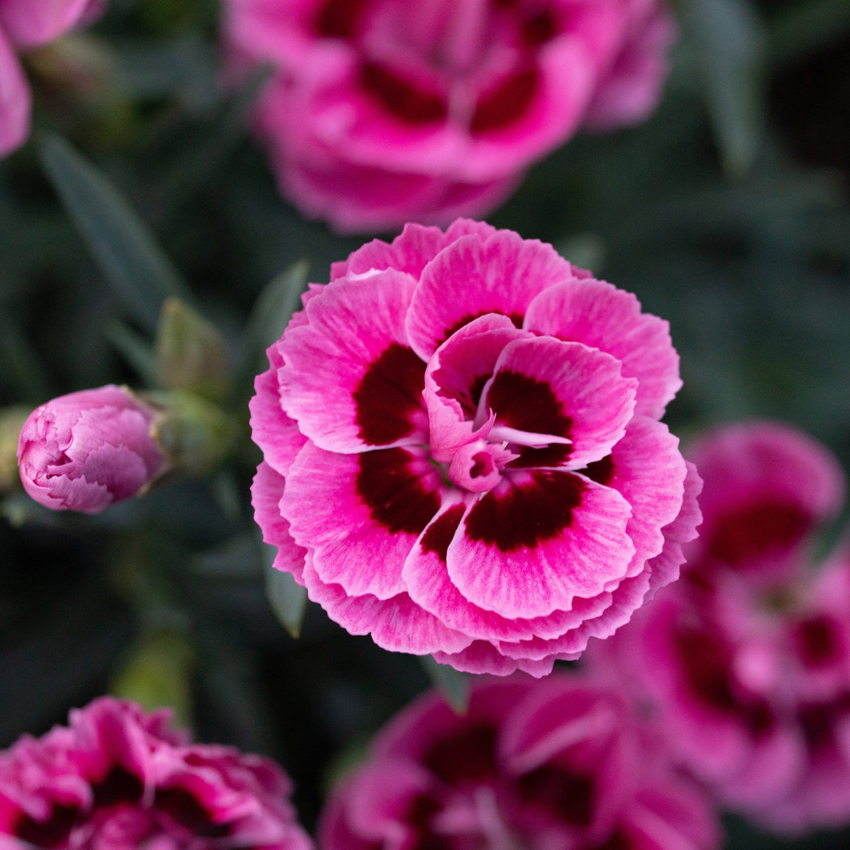 Garofita Dinamic Pink Eye