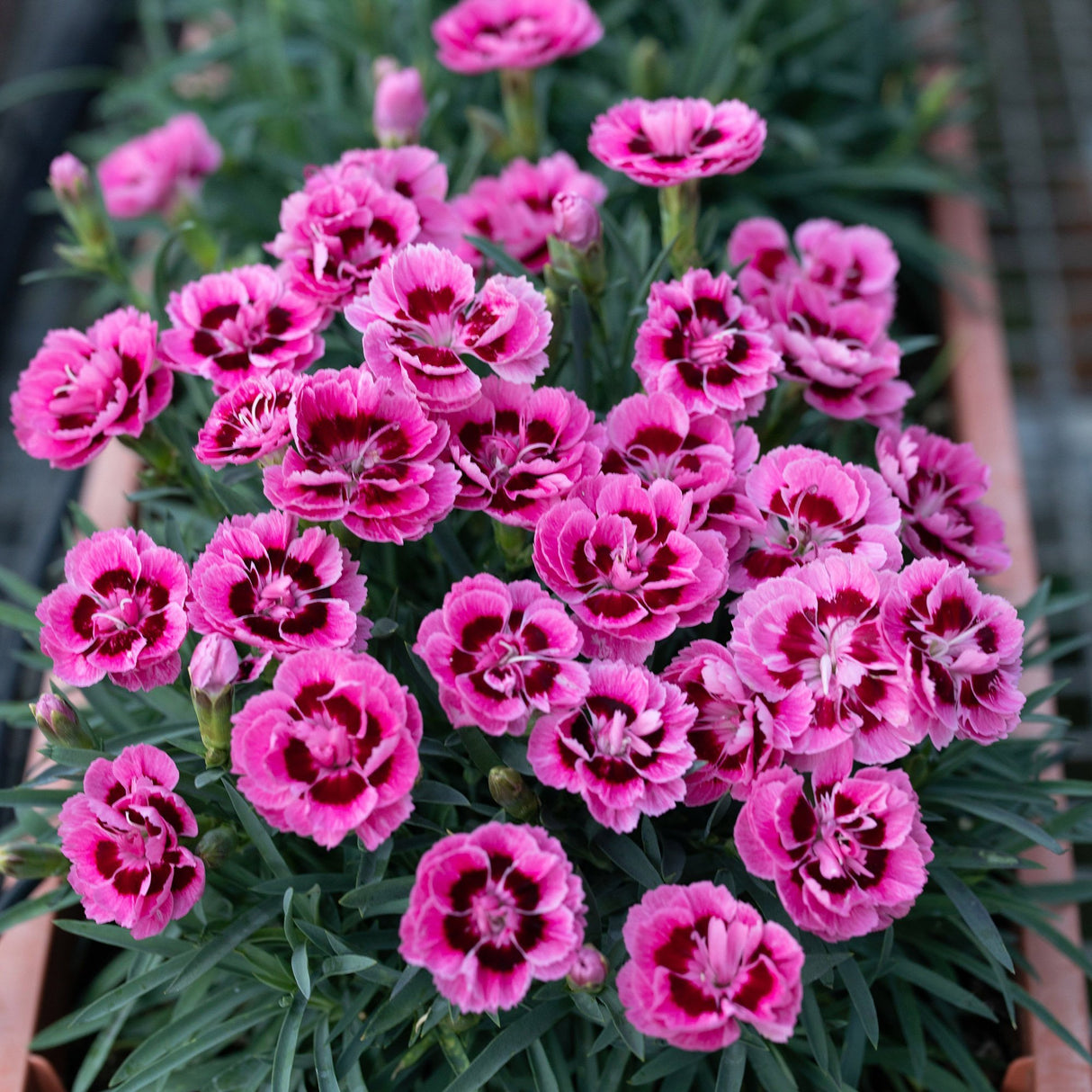 Garofita Dinamic Pink Eye