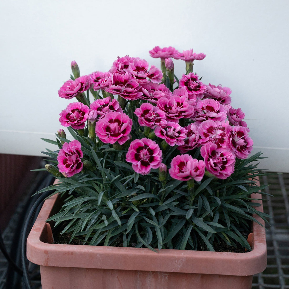 Garofita Dinamic Pink Eye