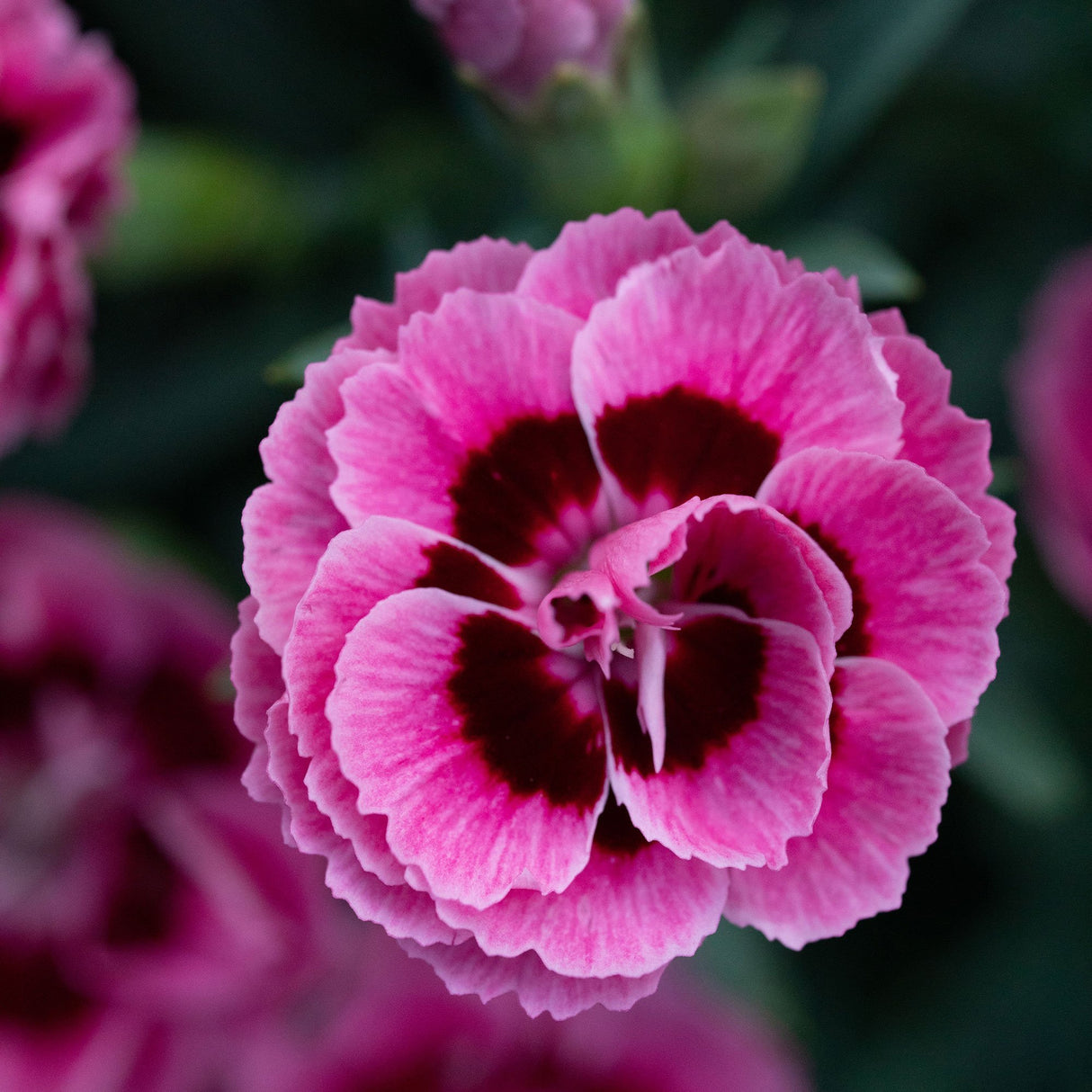 Garofita Dinamic Pink Eye