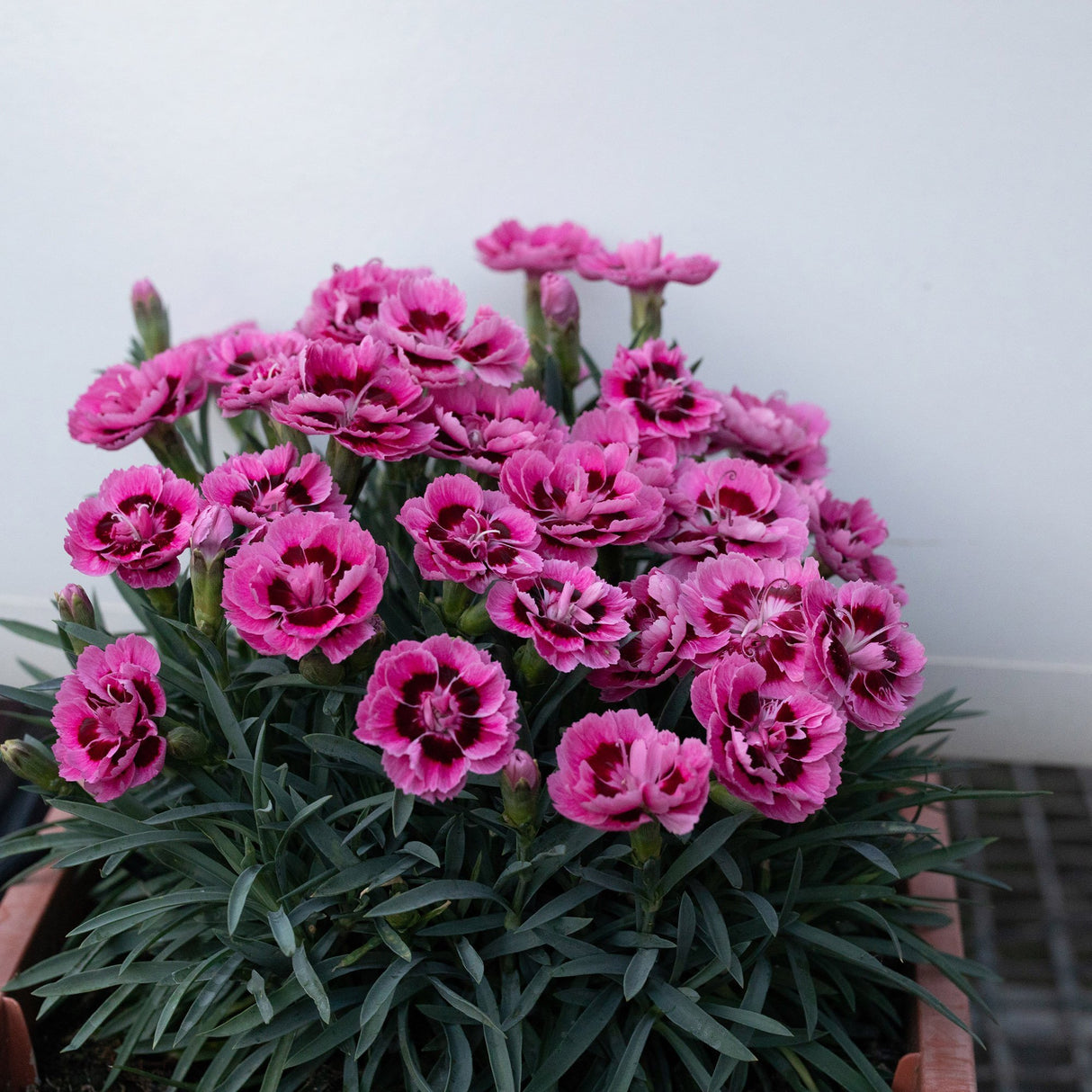 Garofita Dinamic Pink Eye