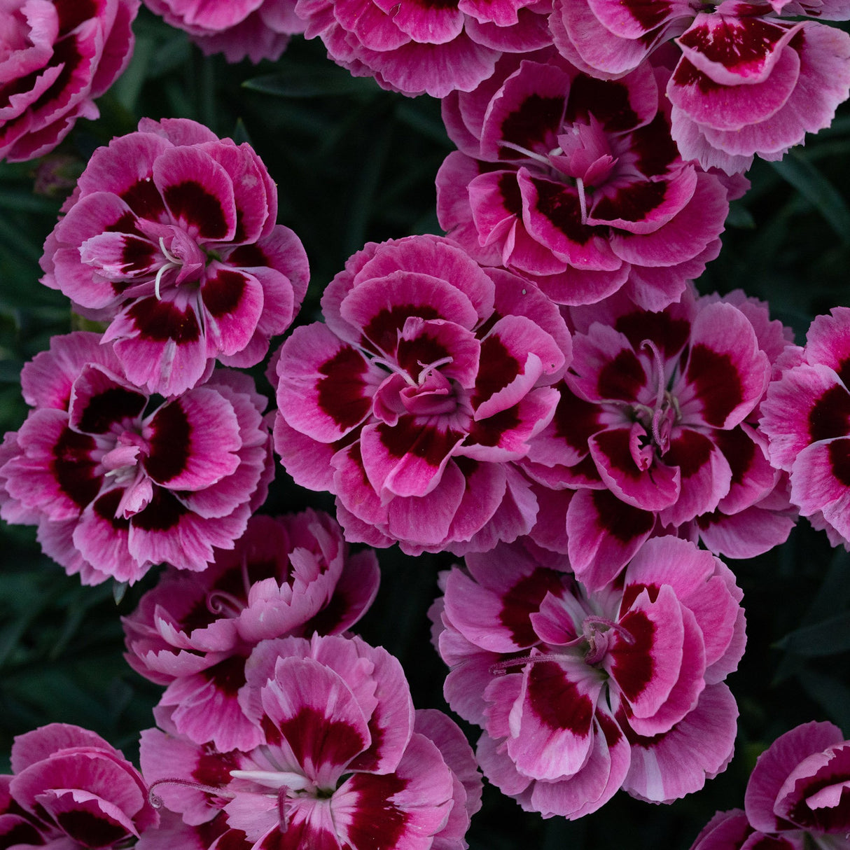 Garofita Dinamic Pink Eye