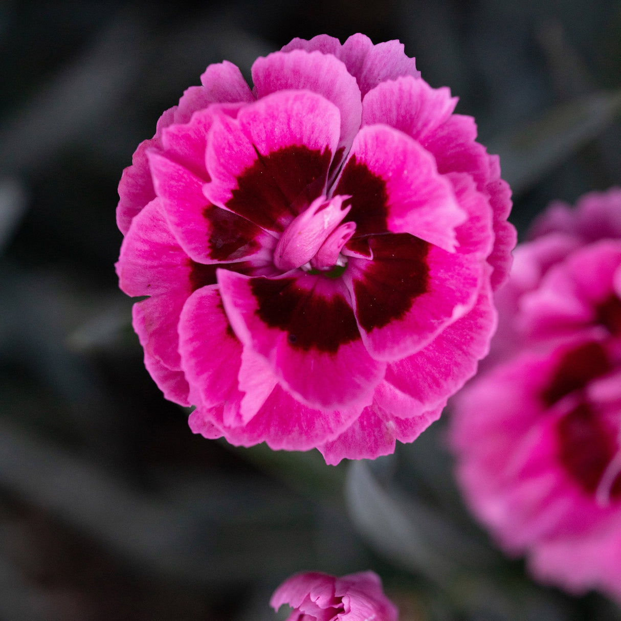 Garofita Dinamic Pink Eye