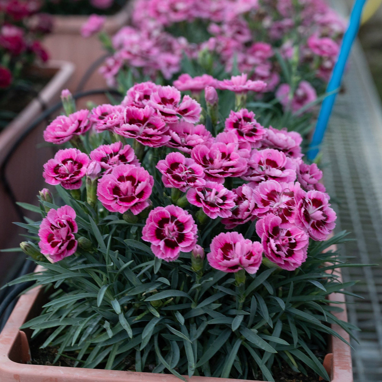 Garofita Dinamic Pink Eye