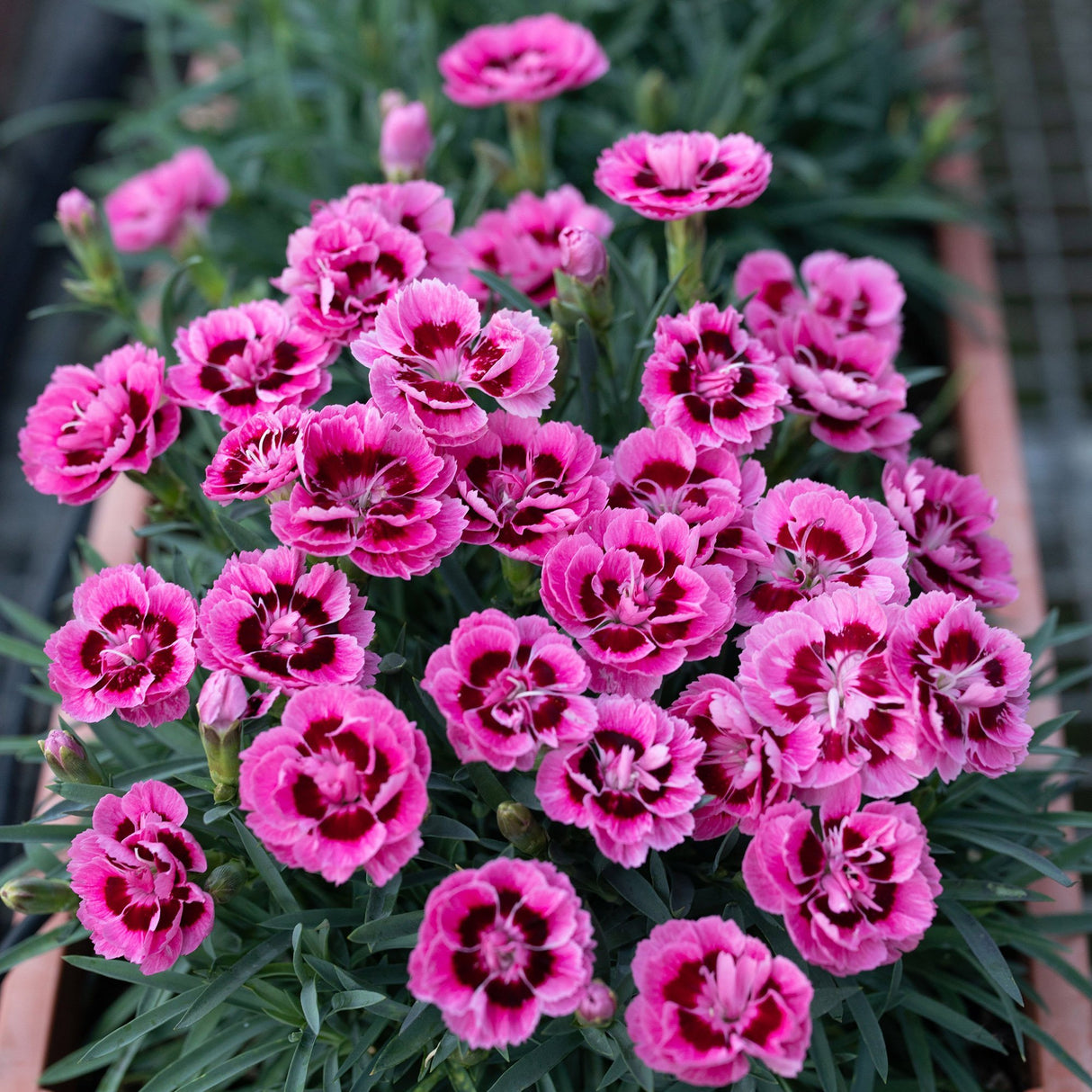 Garofita Dinamic Pink Eye