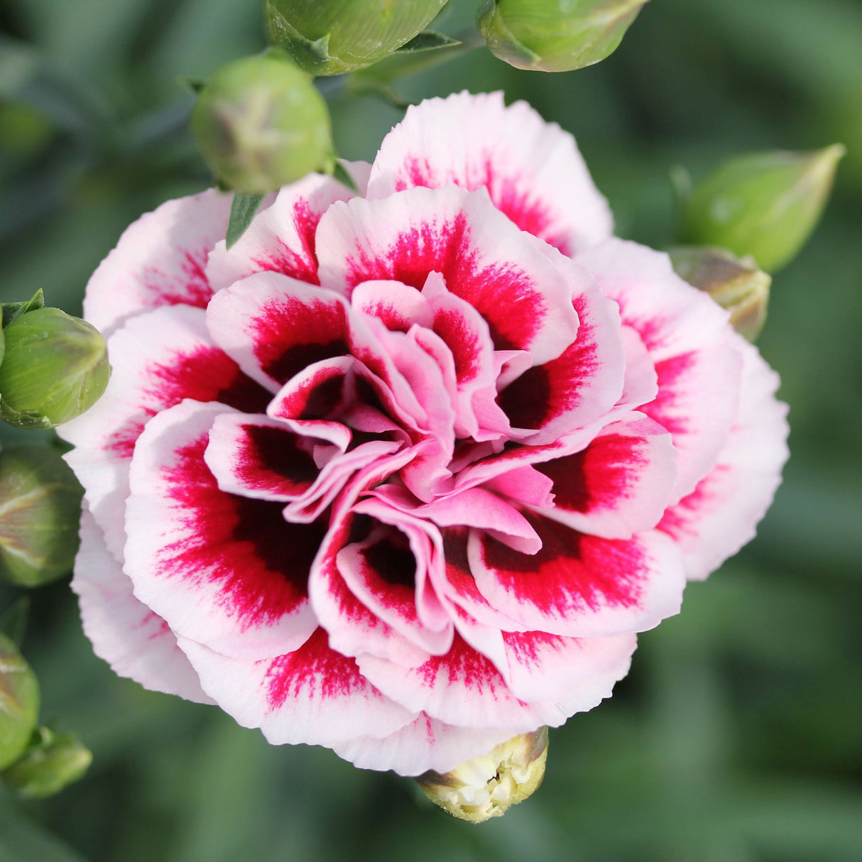 Garofita Dinamic Purple & White