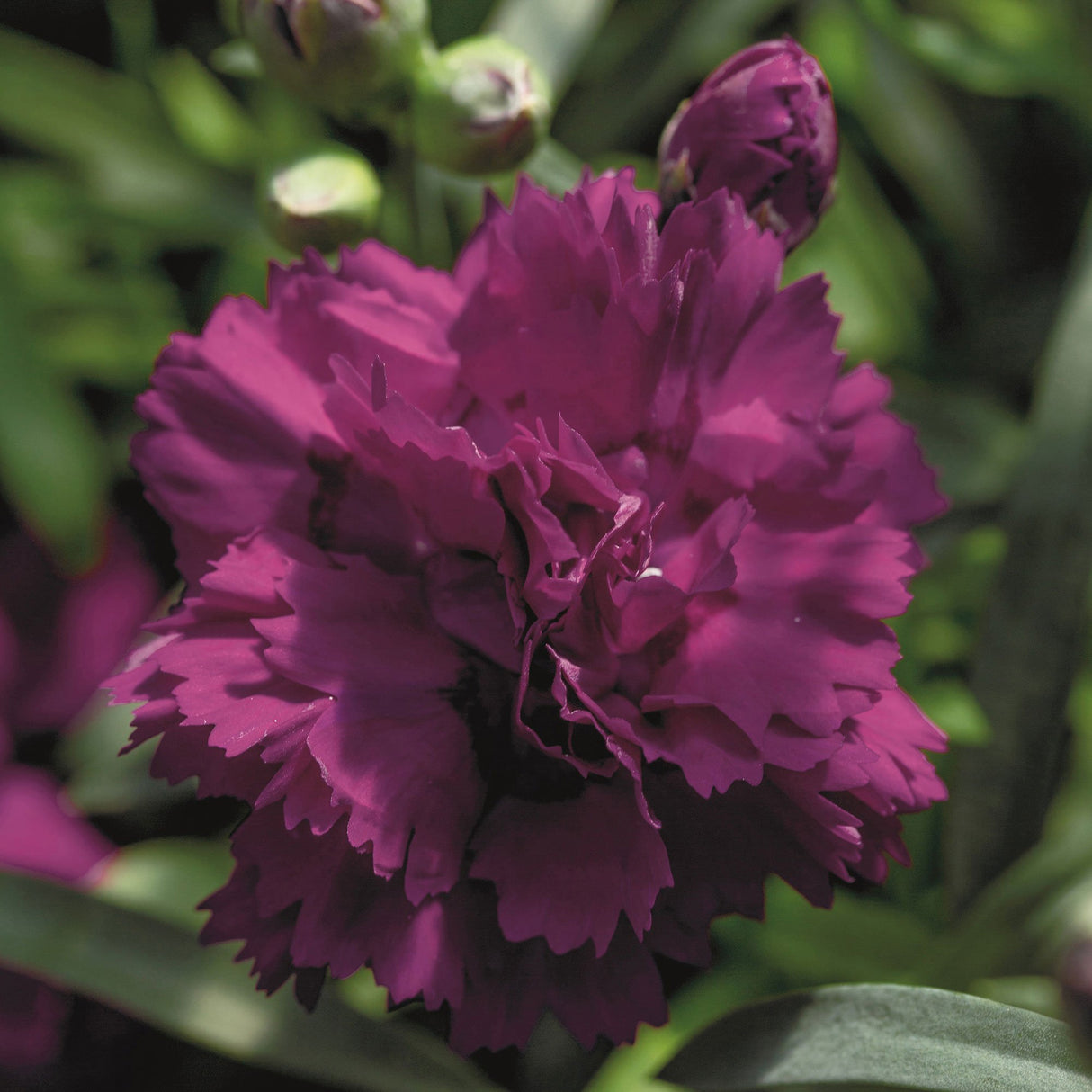 Garofita Dinamic Violet