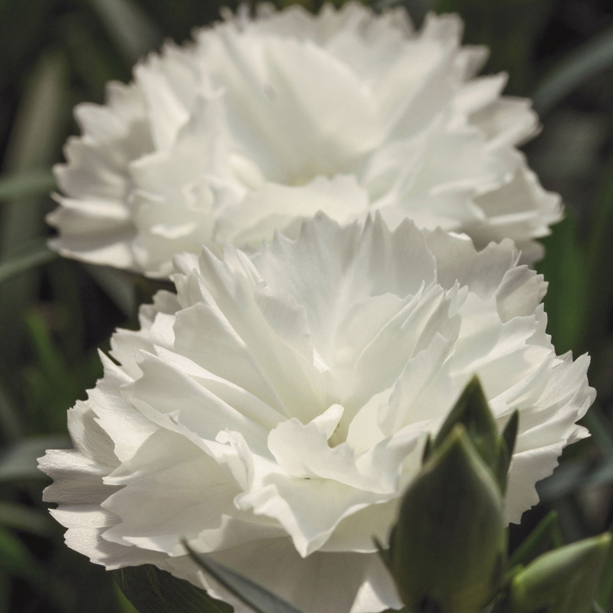 Garofita Dinamic White