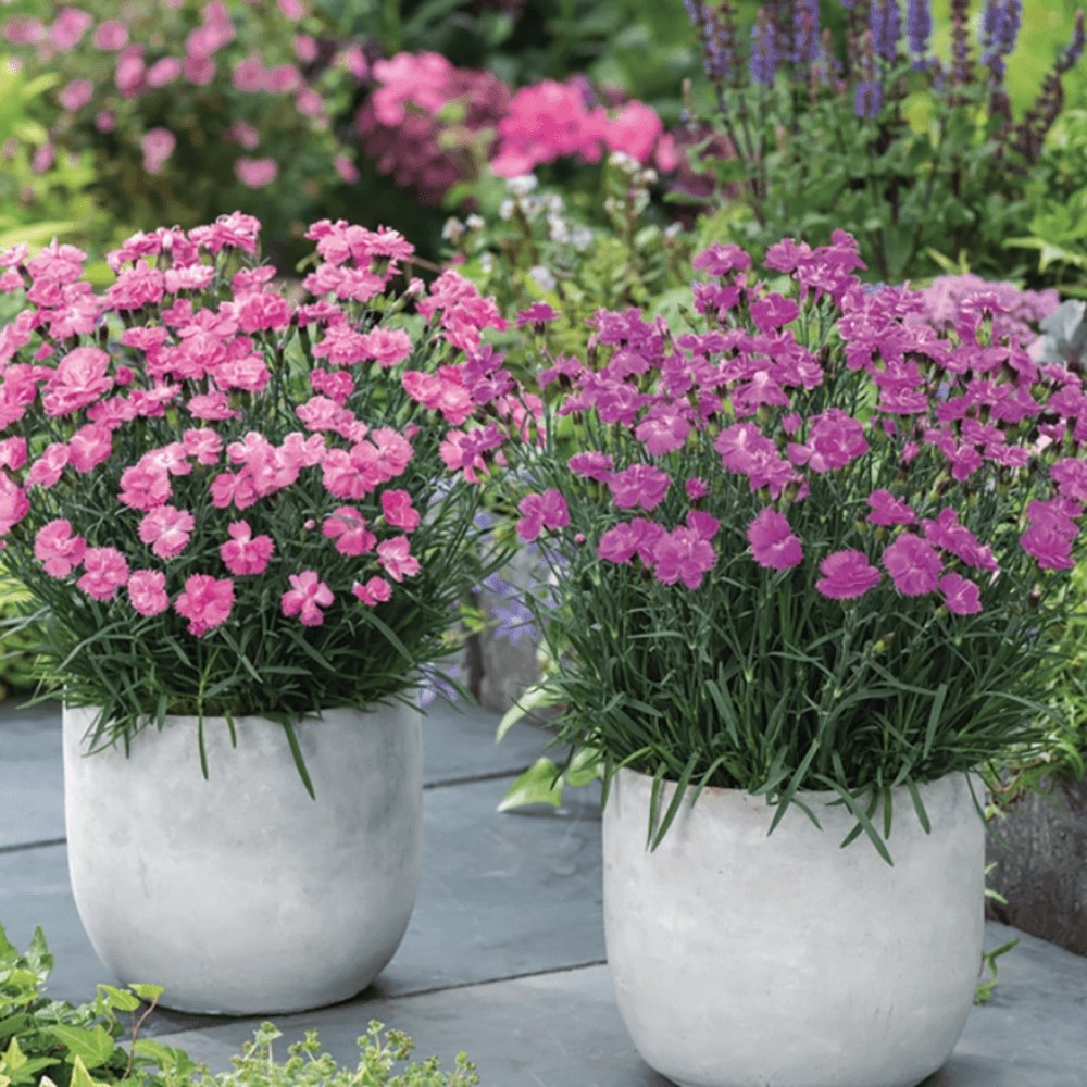 Garofita Dinetta, cu flori roz in forma de roata