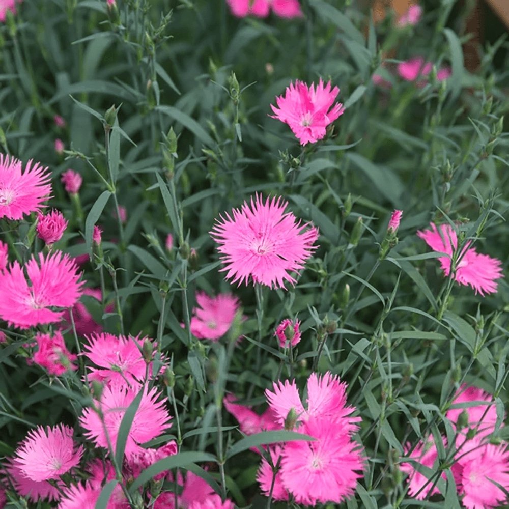 Garofita Dinetta, cu flori roz in forma de roata
