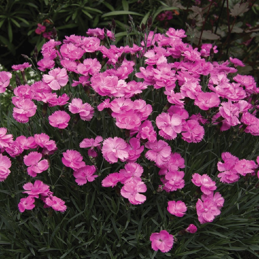 Garofita Dinetta, cu flori roz in forma de roata