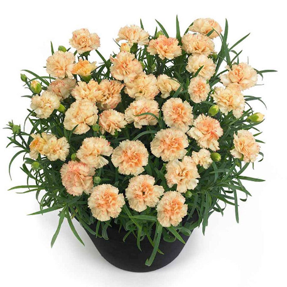 Garofita galbena Sunflower Bling Bling