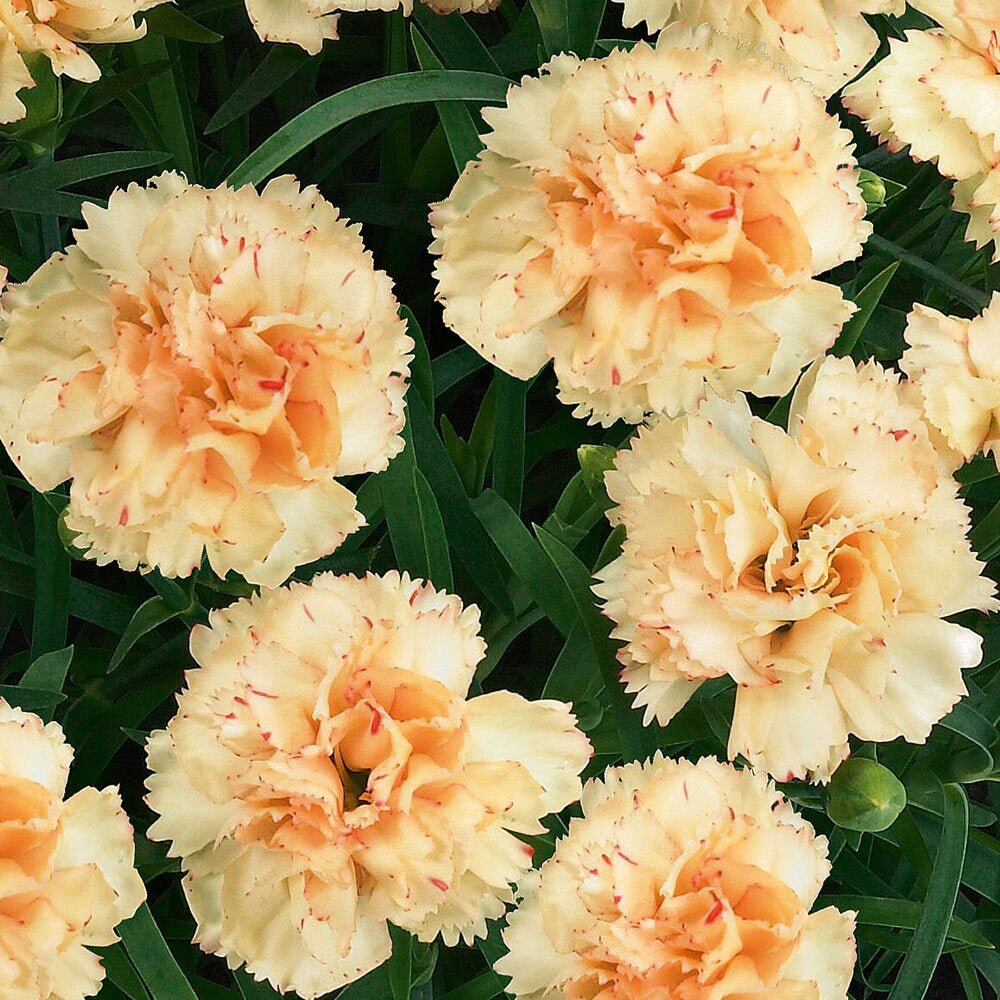 Garofita galbena Sunflower Bling Bling