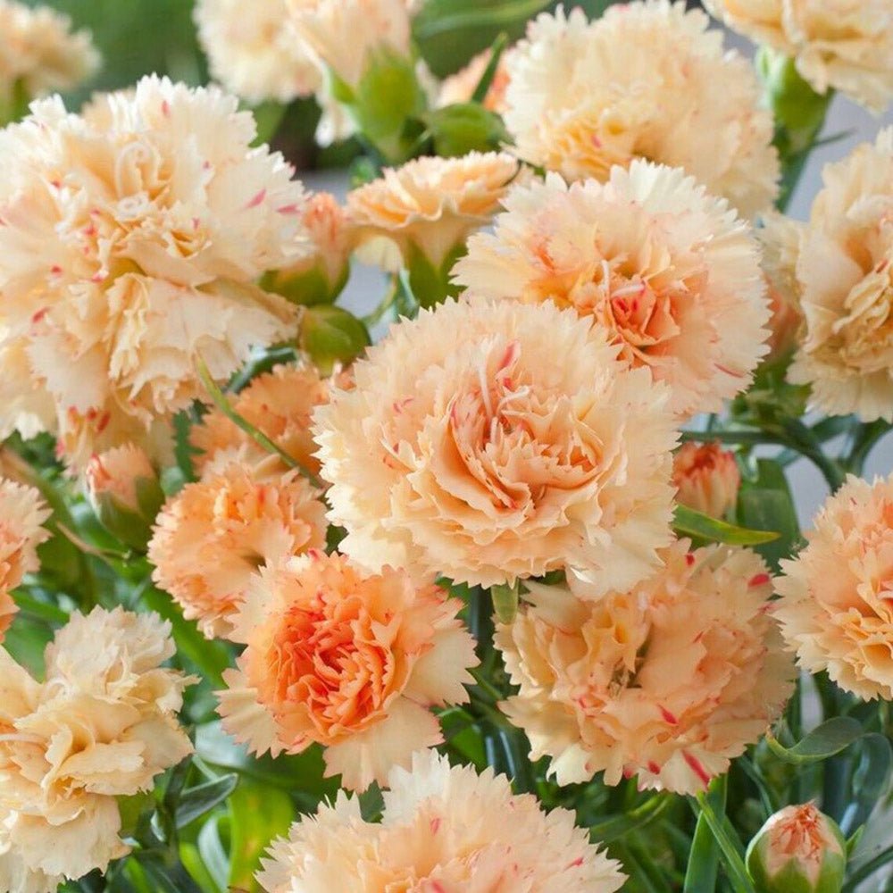 Garofita galbena Sunflower Bling Bling