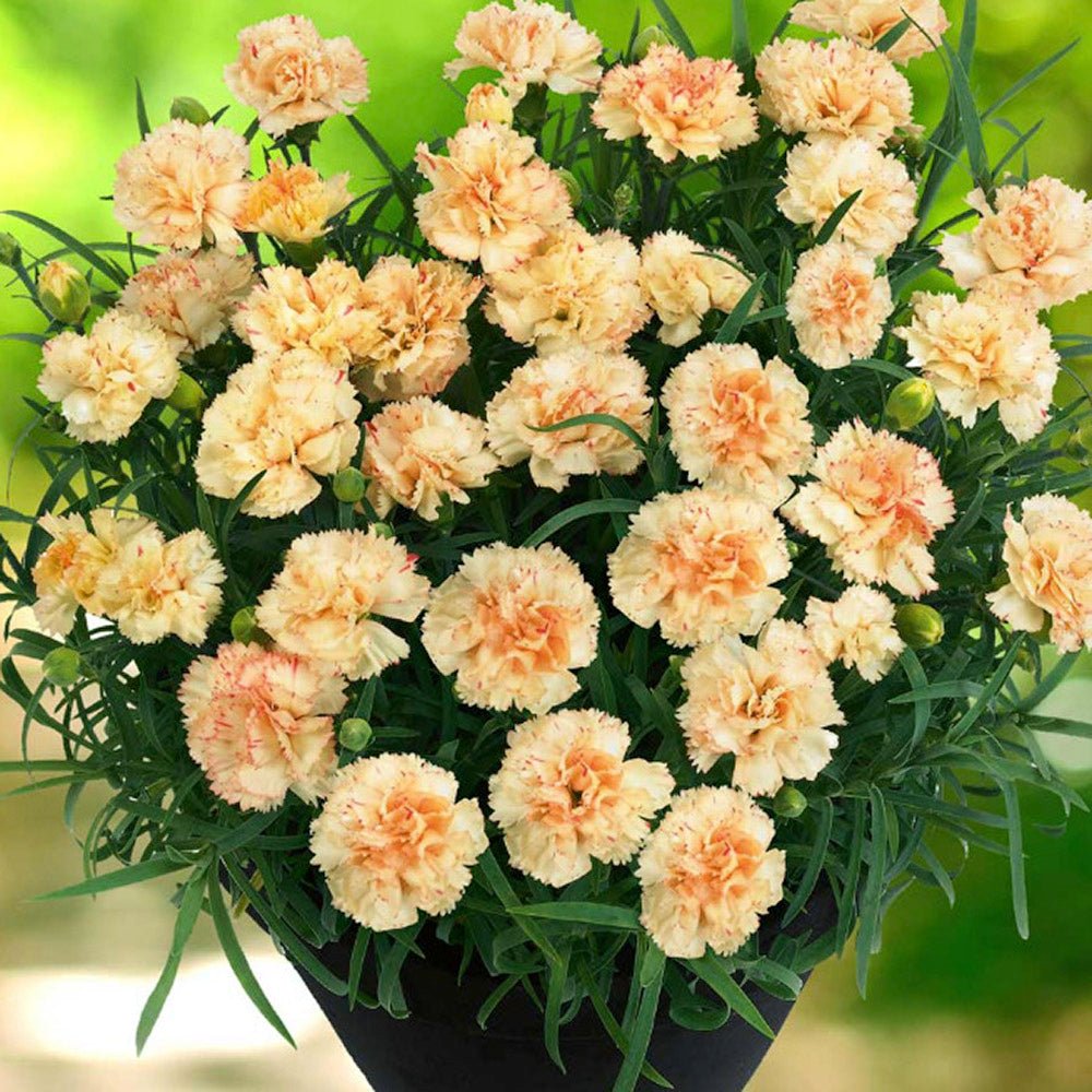 Garofita galbena Sunflower Bling Bling