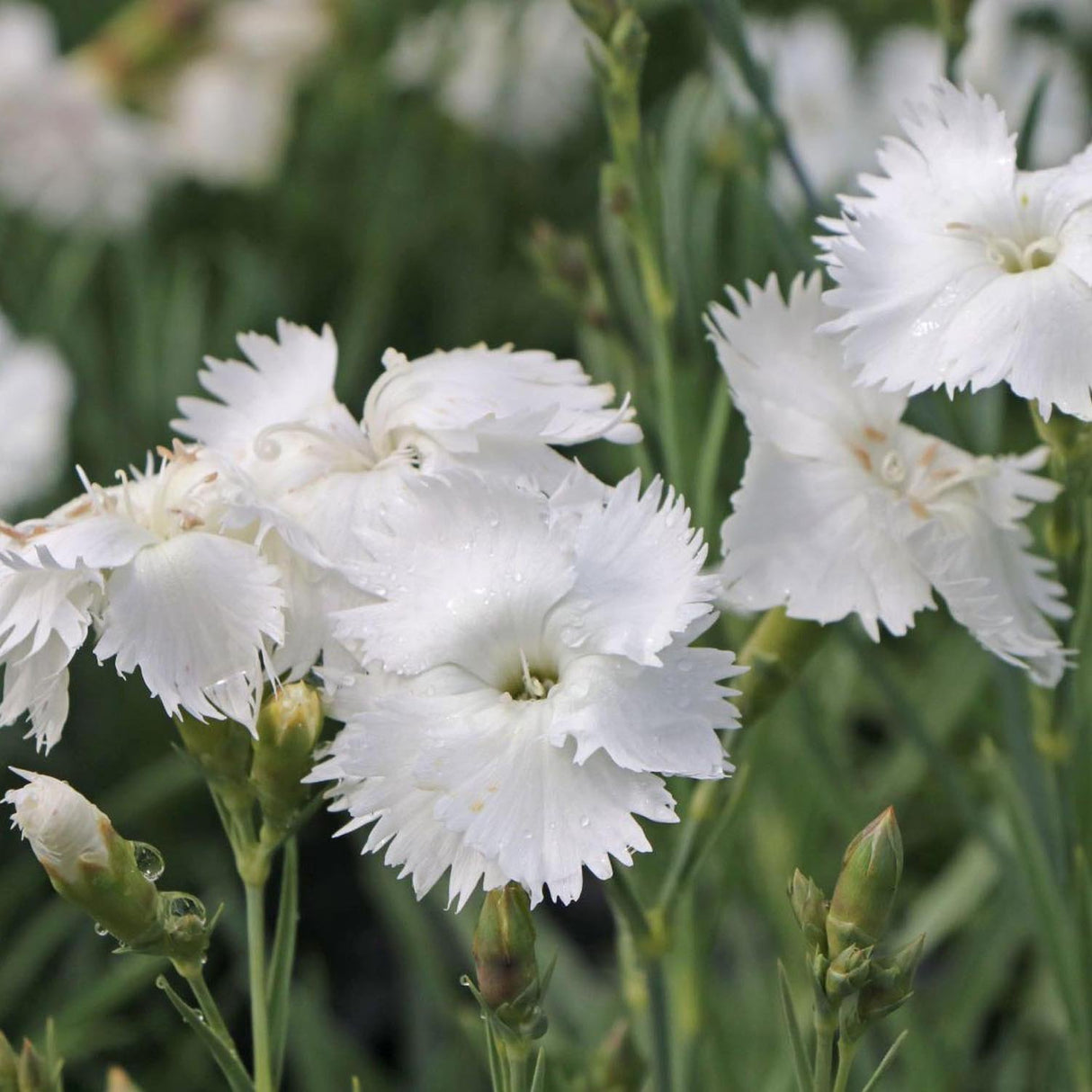 Garofita Haytor White