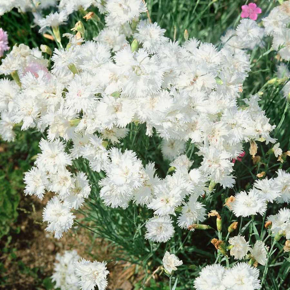 Garofita Haytor White