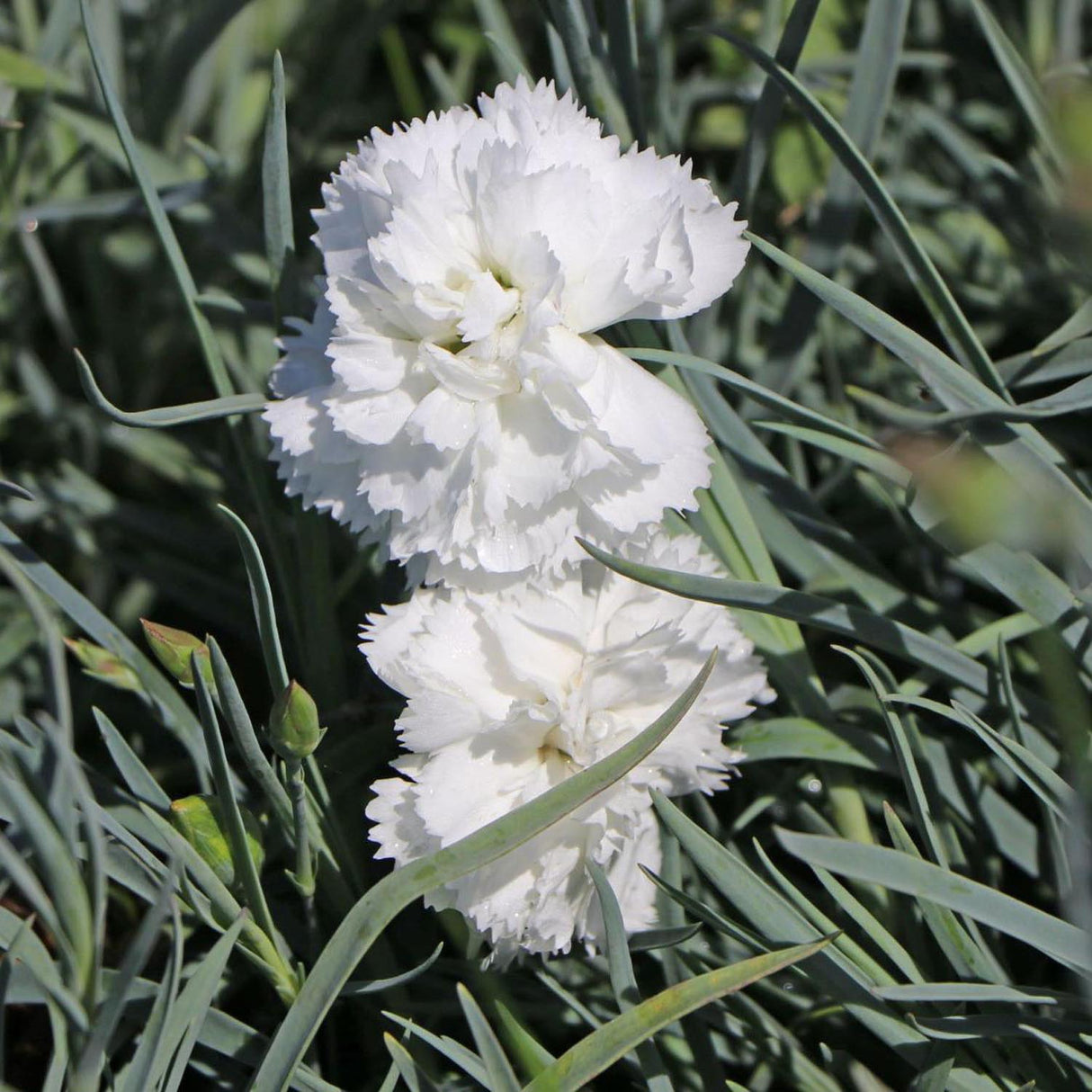 Garofita Haytor White