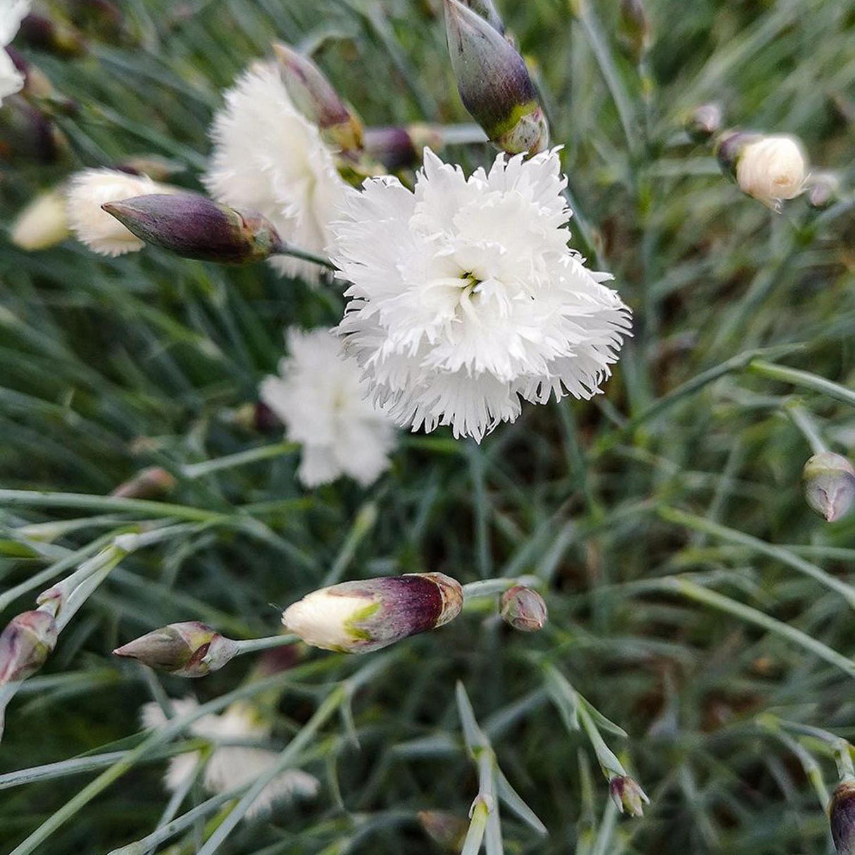 Garofita Haytor White