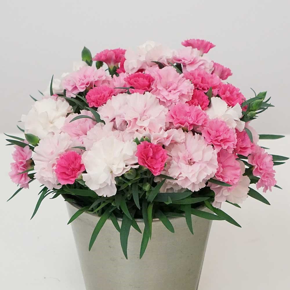 Garofita Tricolor I Love U, cu flori roz intens, roz pal si alb