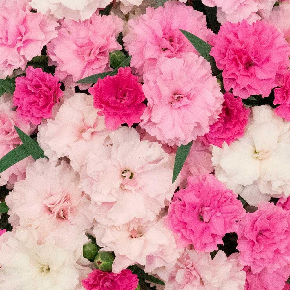 Garofita Tricolor I Love U, cu flori roz intens, roz pal si alb