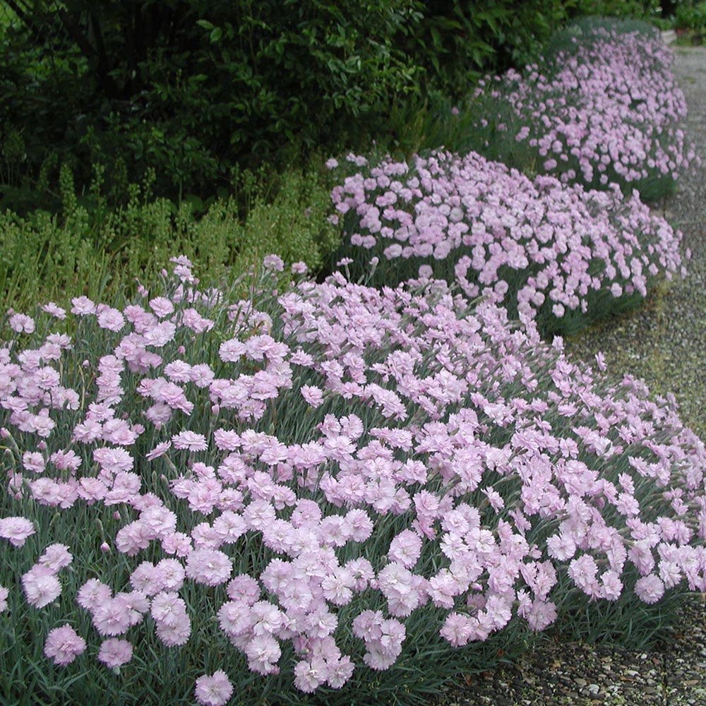 Garofita Mountain Mist