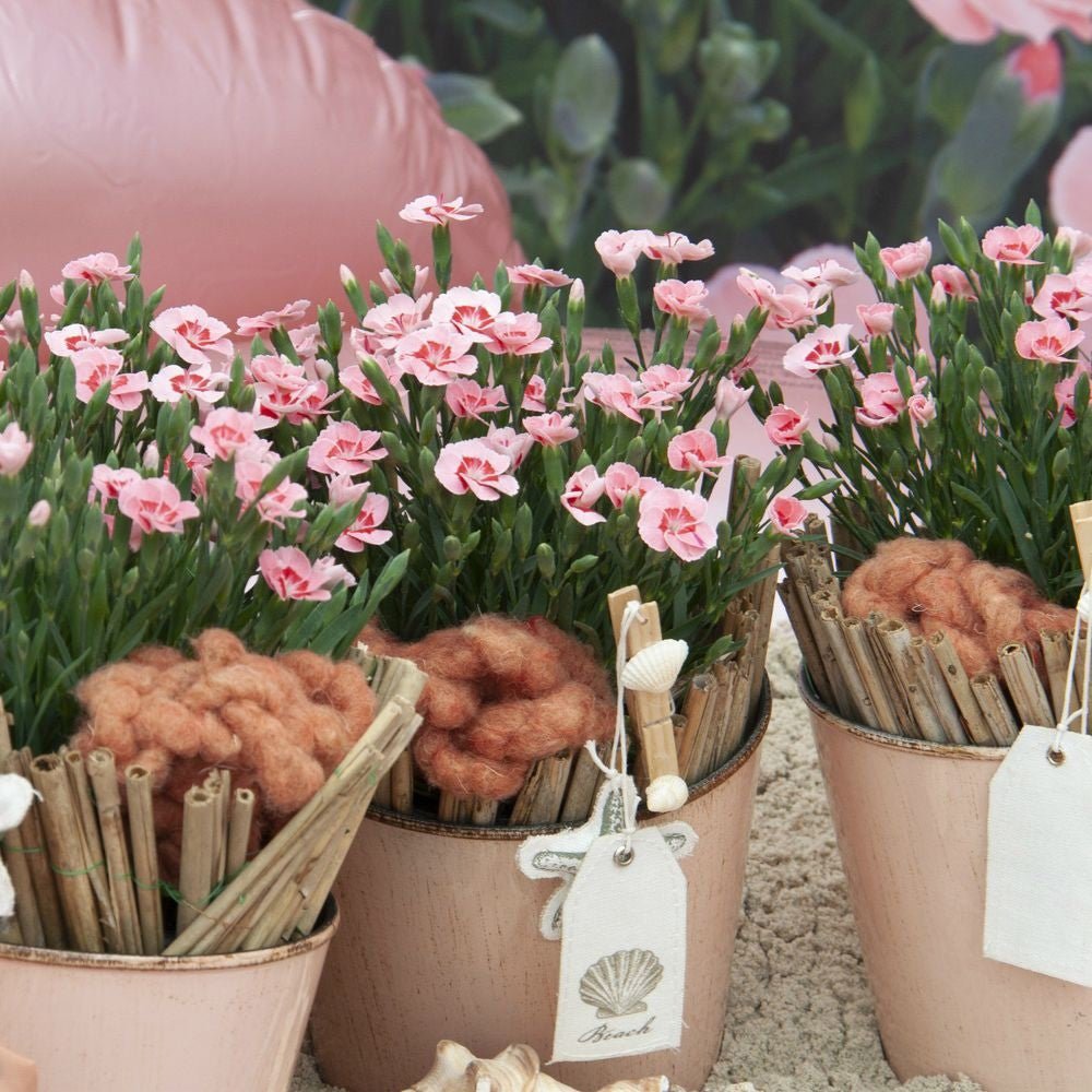 Garofita Peach Party, cu flori roz-piersic