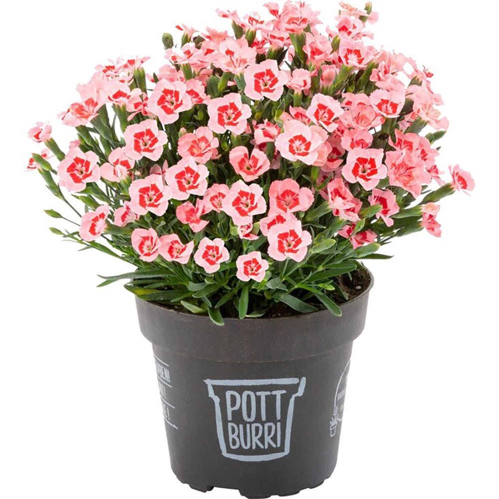 Garofita Peach Party, cu flori roz-piersic