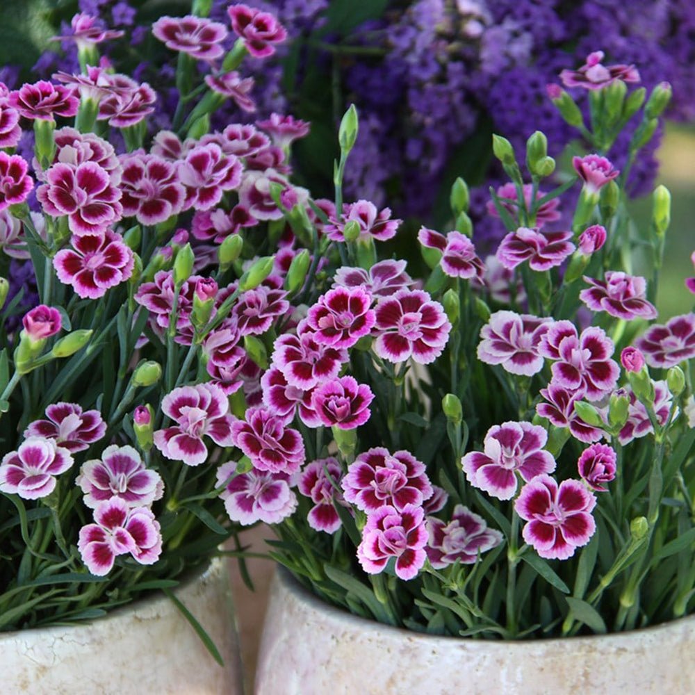 Garofita (Dianthus) Pink Kisses, cu flori bicolor si parfum seducator