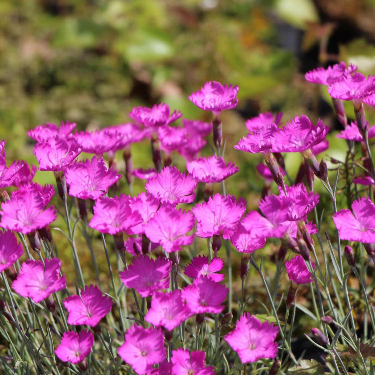 Garofita Piticea Amaranth