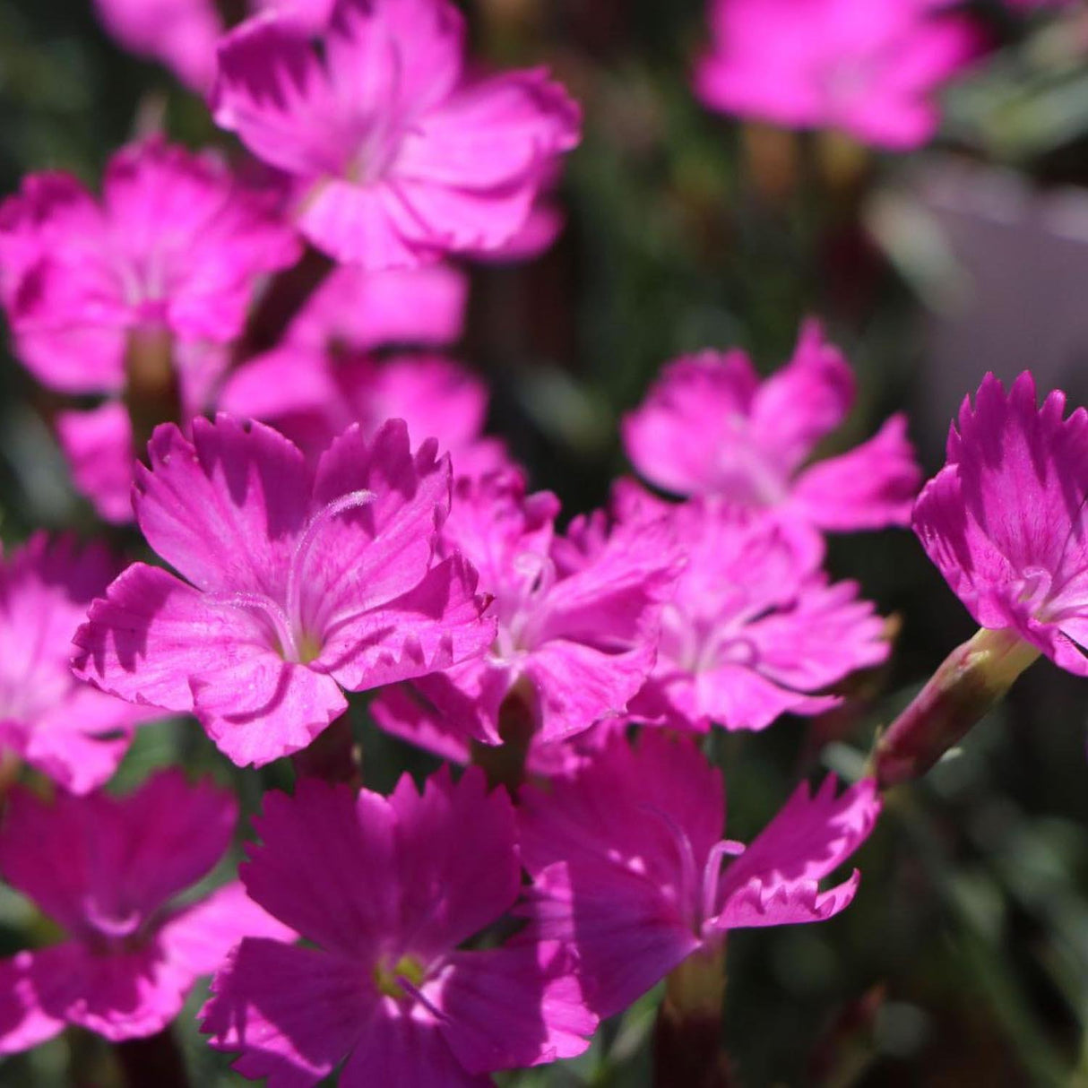 Garofita Piticea Amaranth