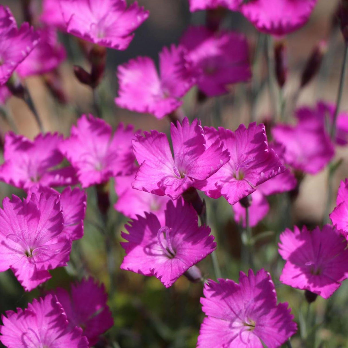Garofita Piticea Amaranth