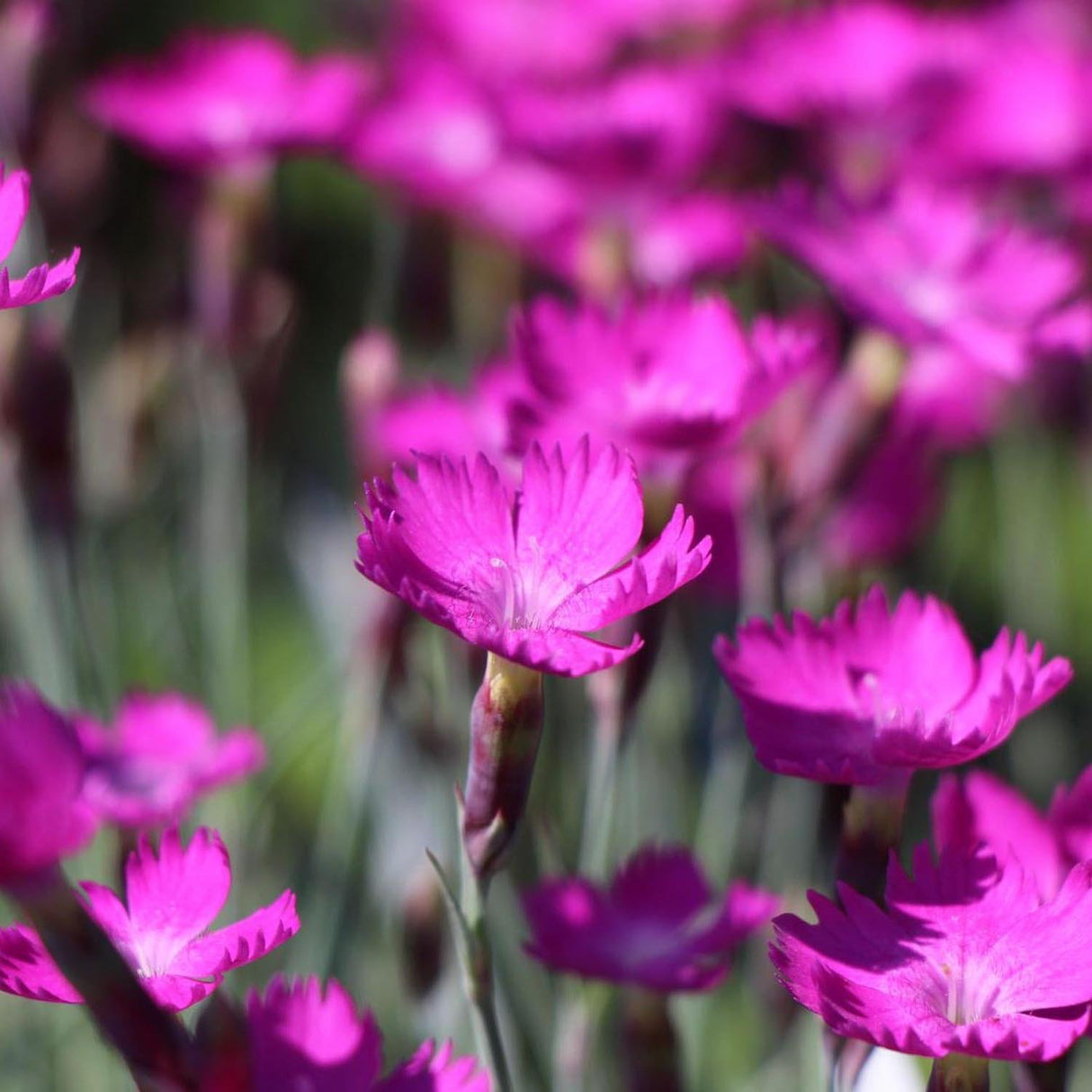 Garofita Piticea Amaranth