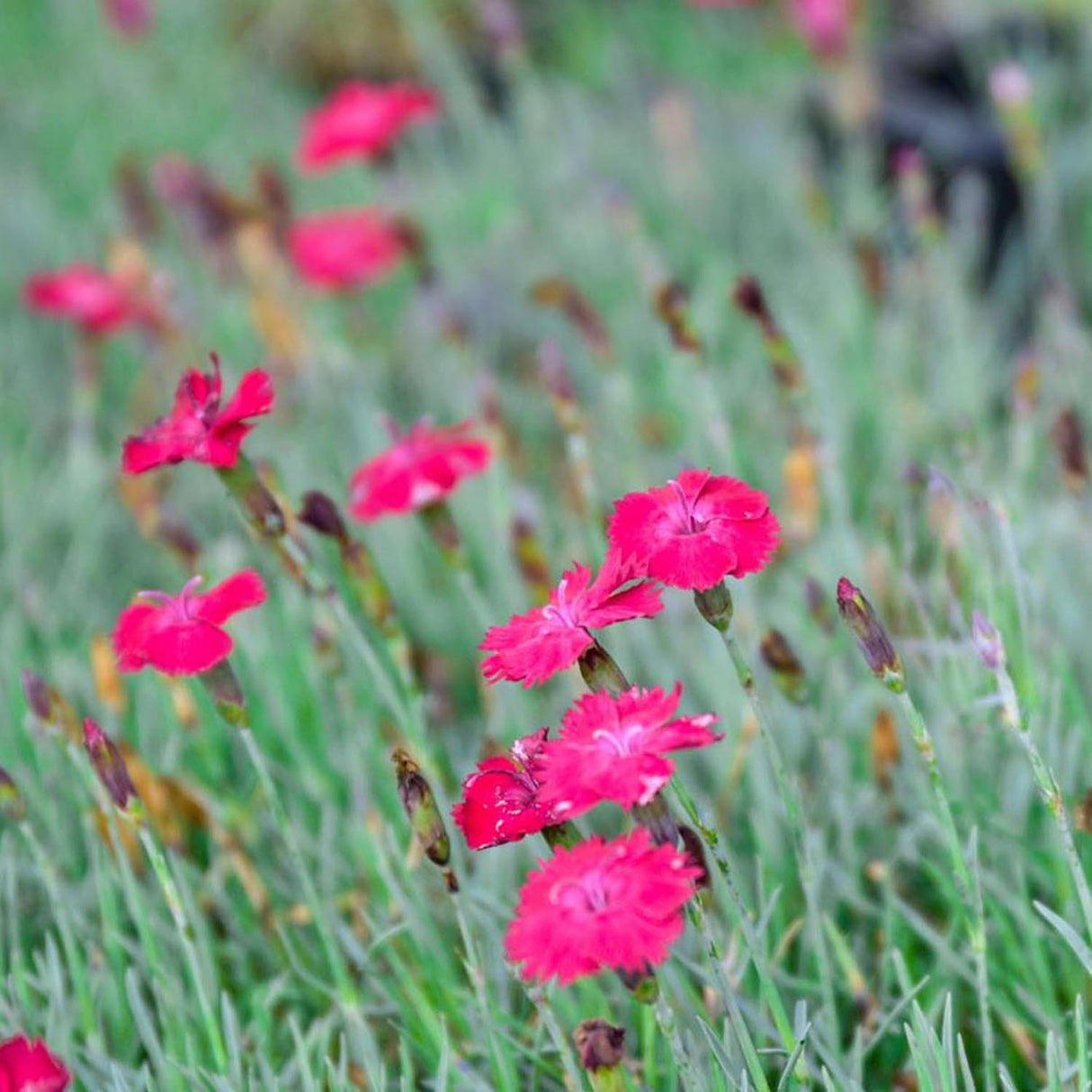 Garofita Piticea Badenia
