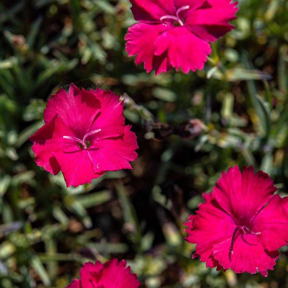 Garofita Piticea Badenia