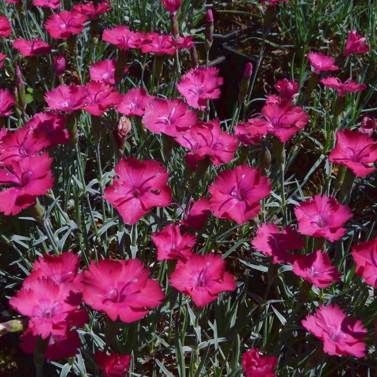 Garofita Piticea Badenia