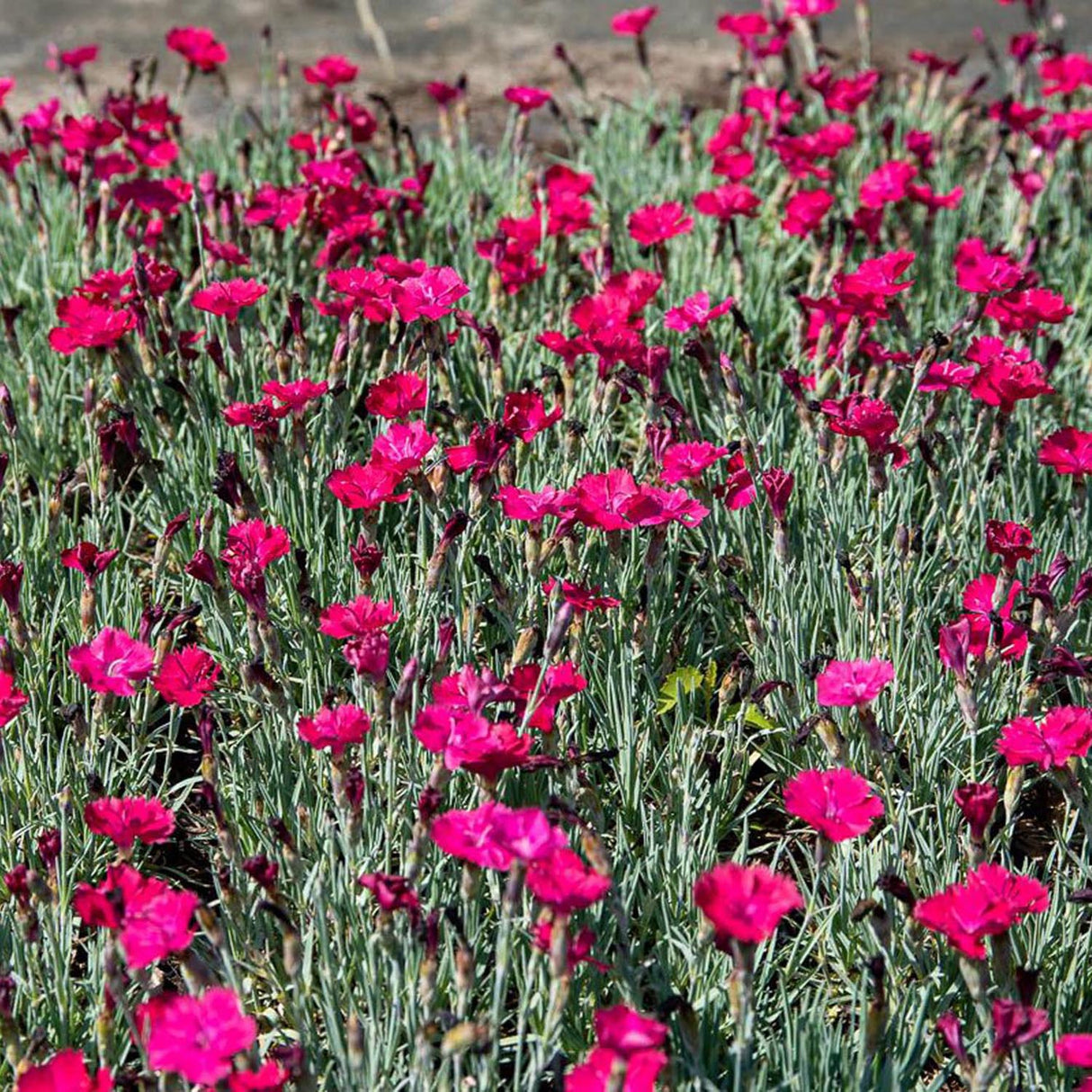 Garofita Piticea Badenia