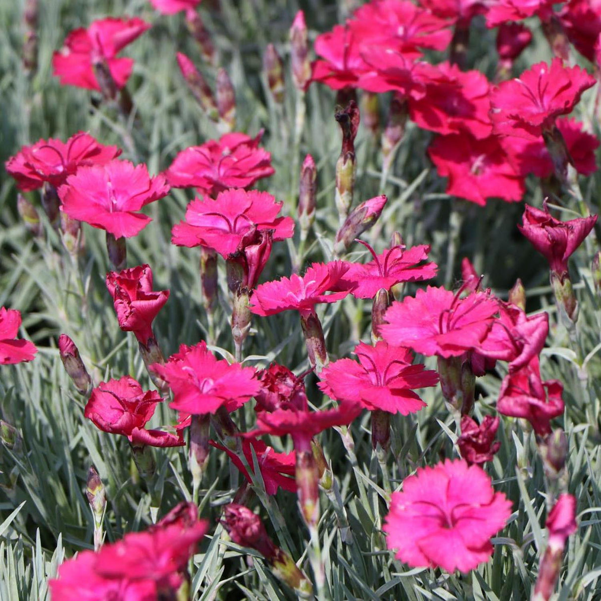 Garofita Piticea Badenia