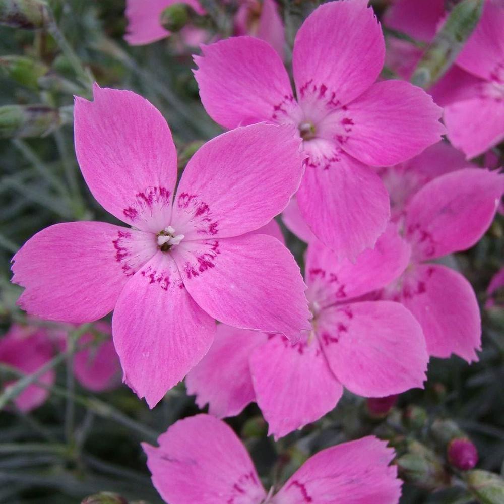 Garofita Piticea Blauigel