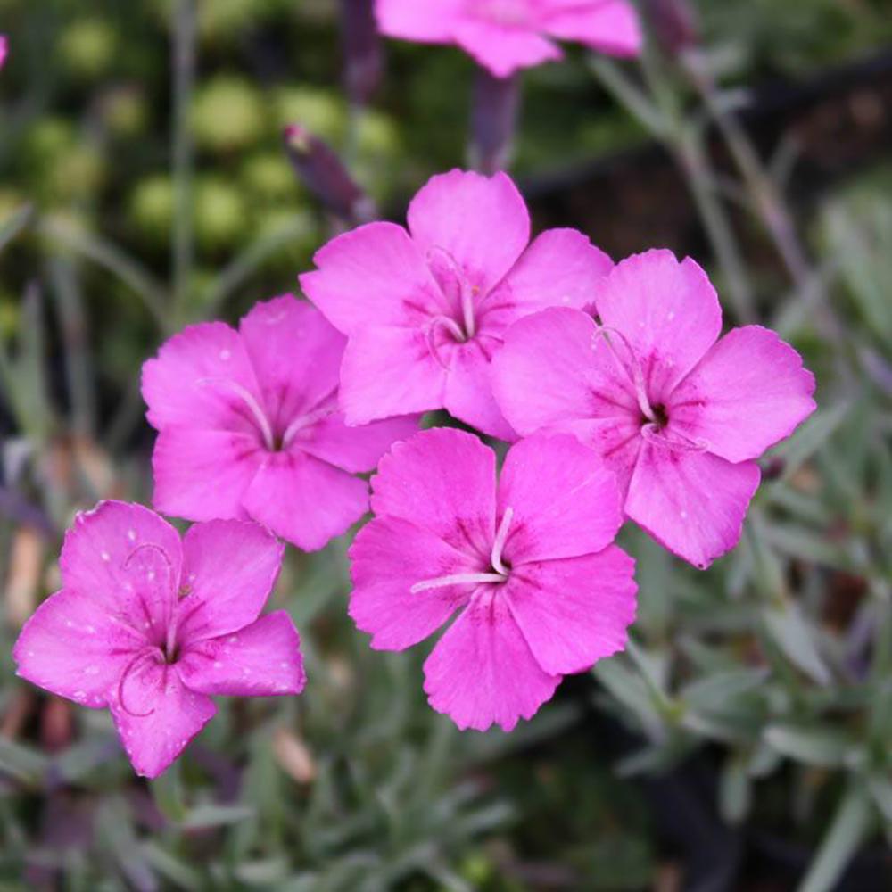 Garofita Piticea Blauigel