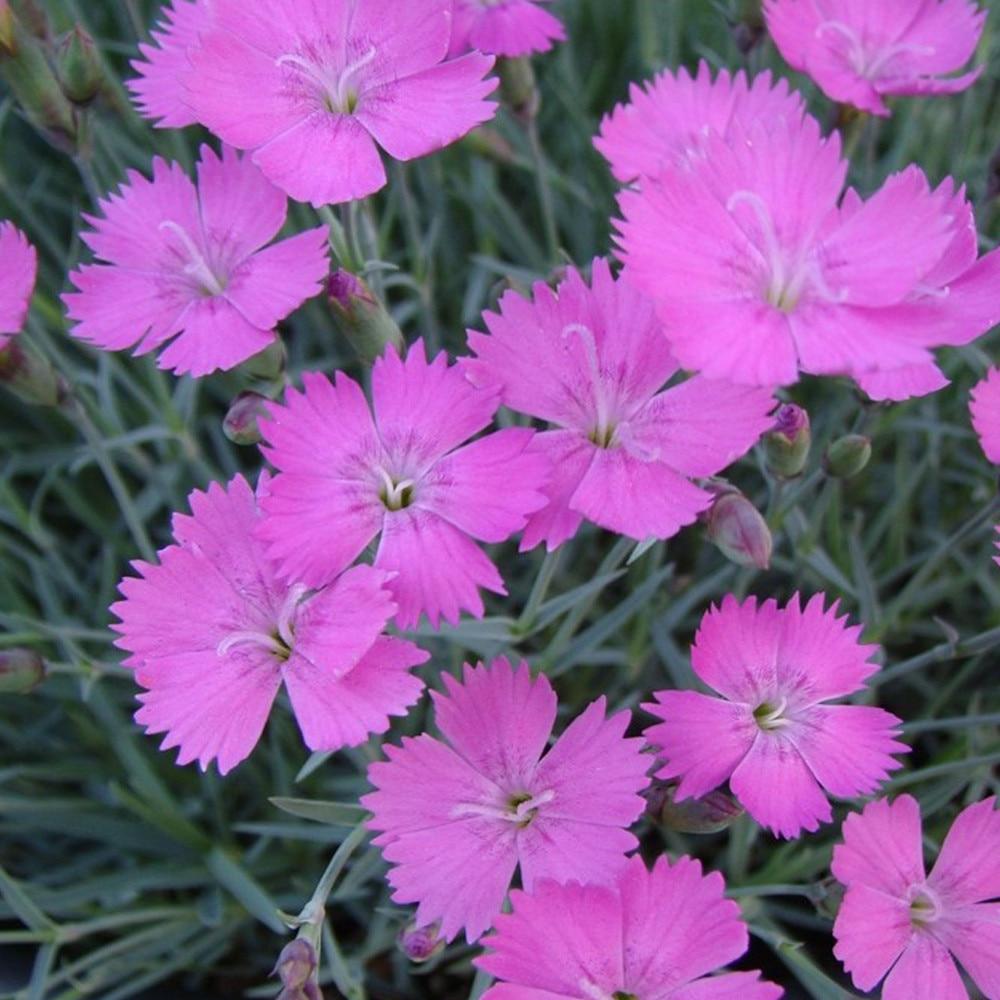 Garofita Piticea Blauigel