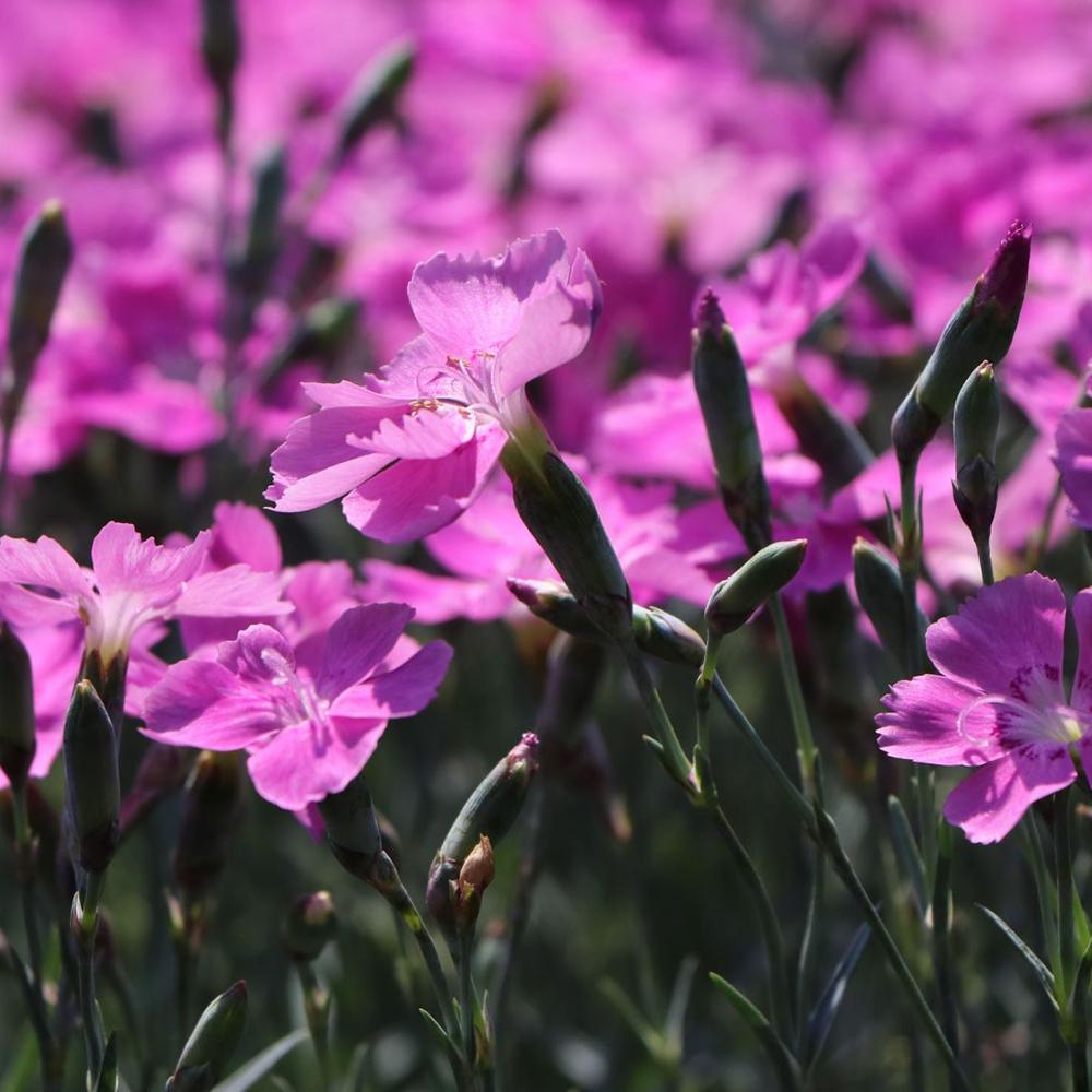 Garofita Piticea Blauigel