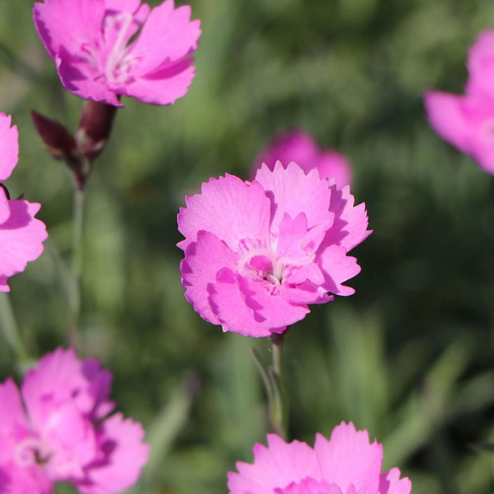 Garofita Piticea Blauigel