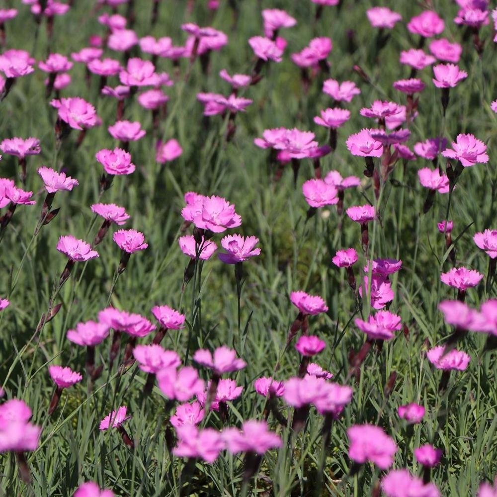 Garofita Piticea Blauigel