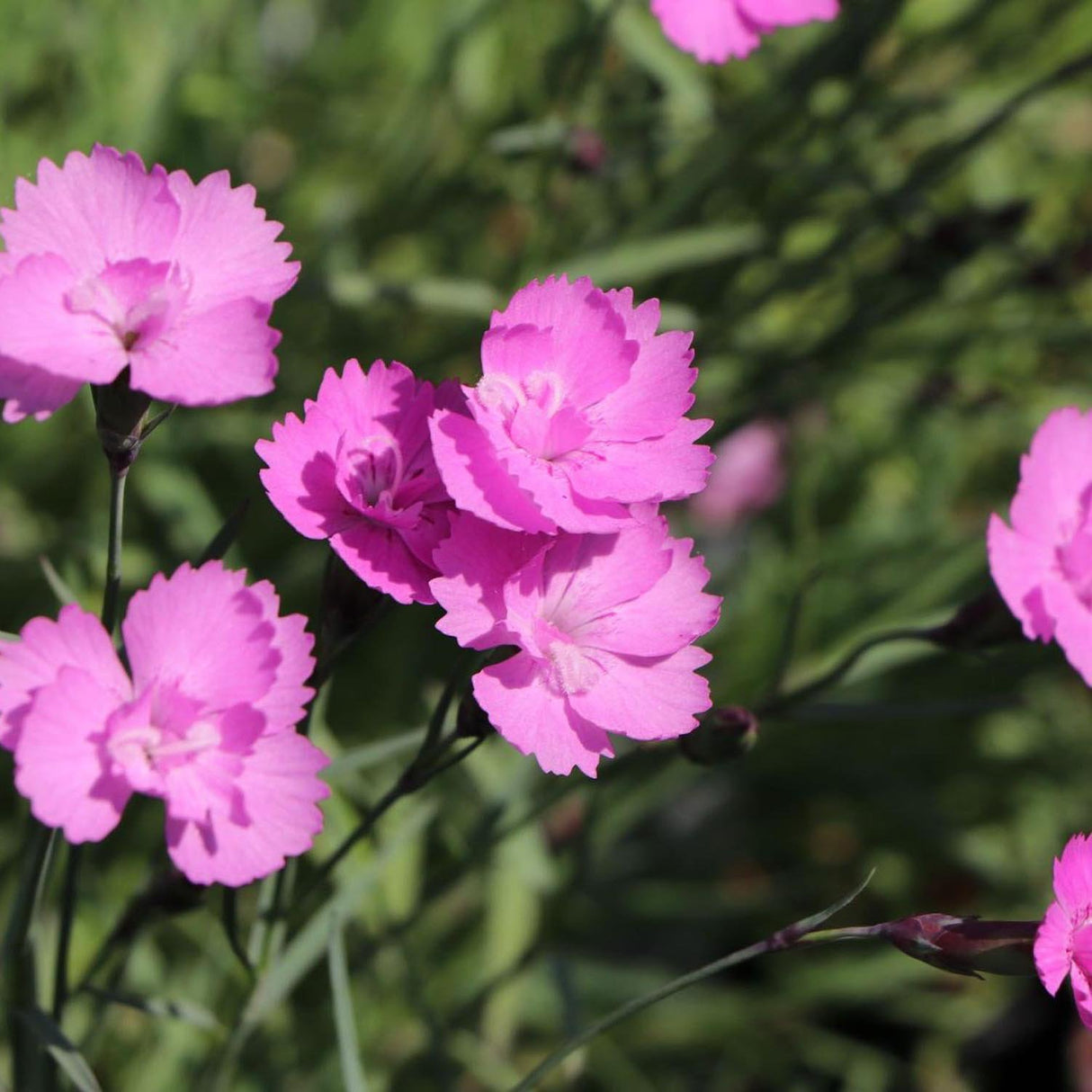 Garofita Piticea Eydangeri