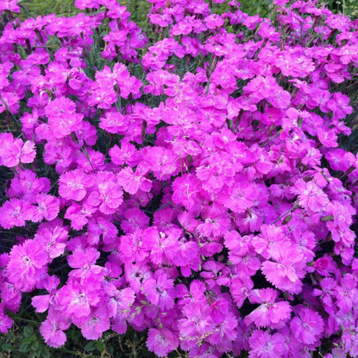 Garofita Piticea Eydangeri