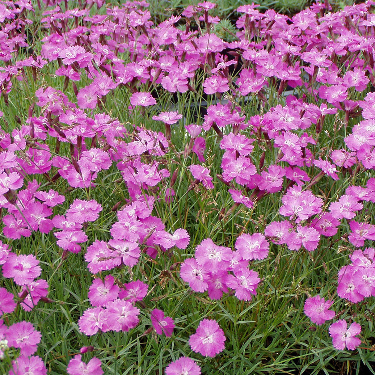 Garofita Piticea Eydangeri