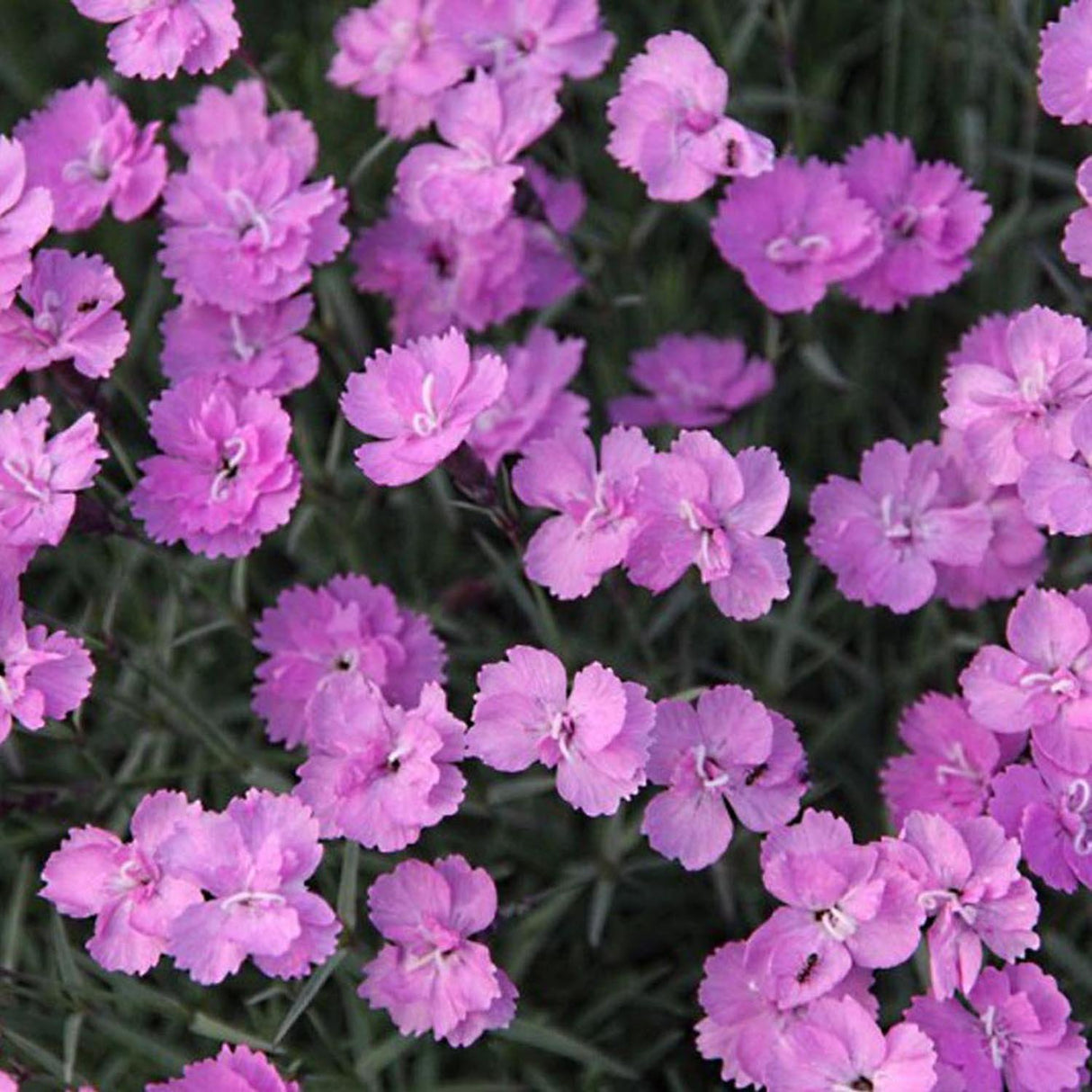 Garofita Piticea Eydangeri