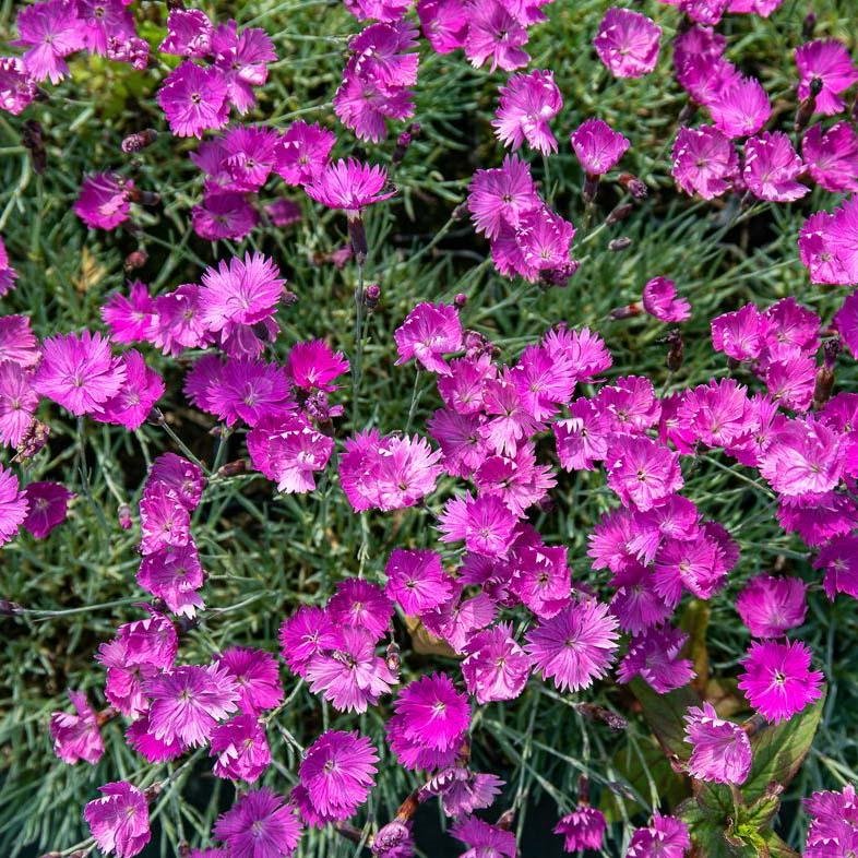 Garofita Piticea Vrajitoarea de Foc